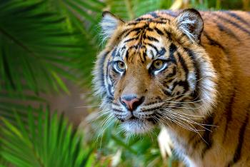 tiger