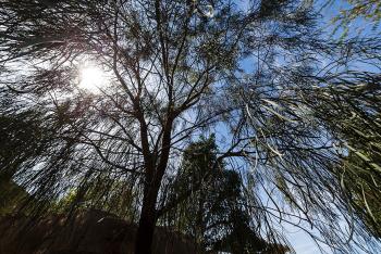 acacia