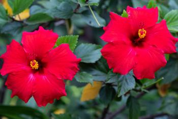 hibiscus