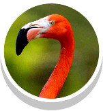 a flamingo
