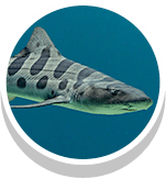 leopard shark